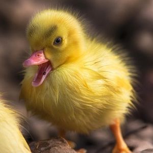 Meet your Posher, Deeanna